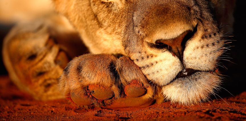 Diamond Coast Sunset